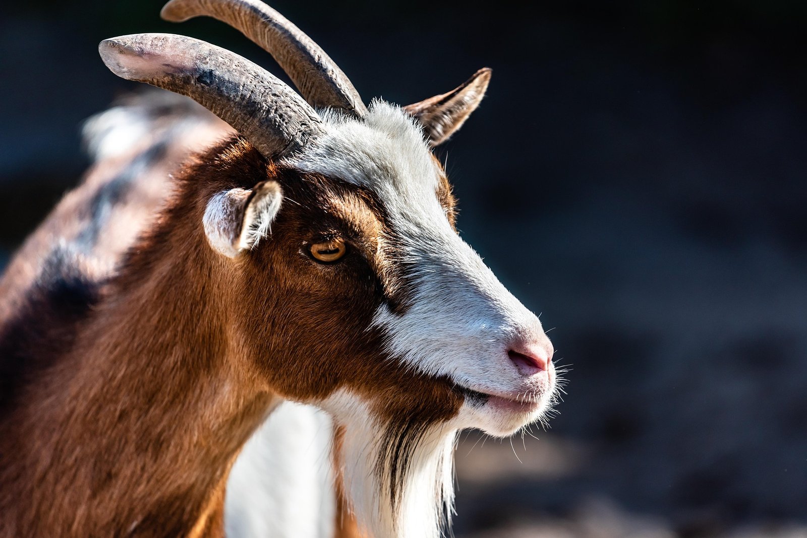 Billy Goat