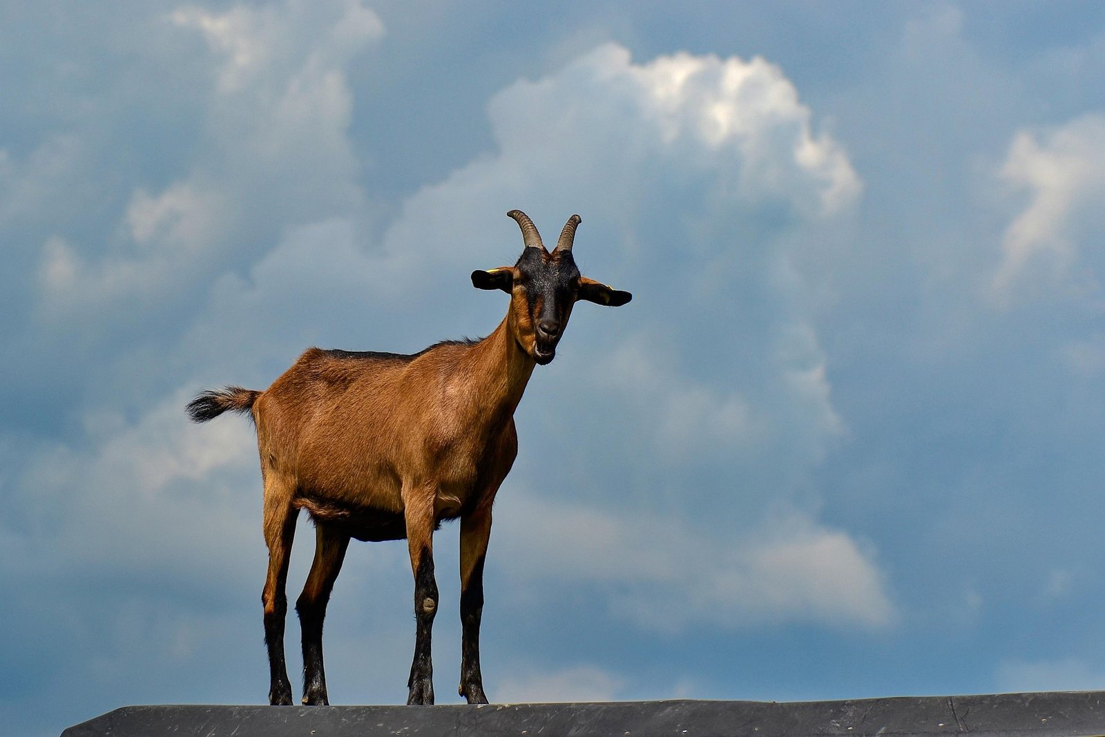 Boer Goats